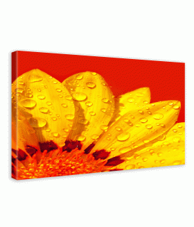 Tablou canvas Abstract flower petals